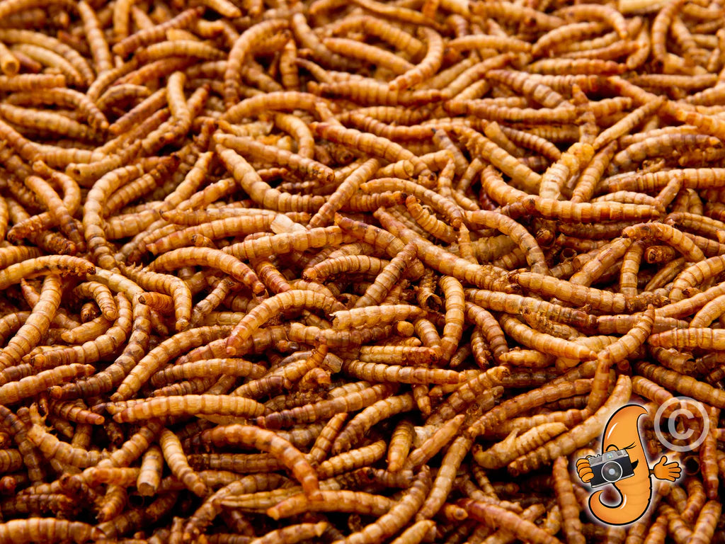 Dried Mealworms