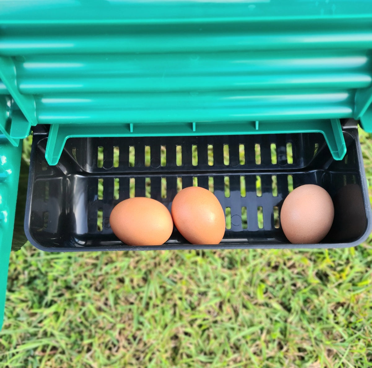 egg collection tray