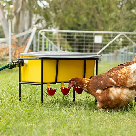 Automatic Poultry Waterer