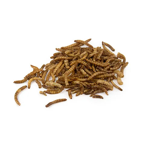 Bainbridge Dried Mealworms