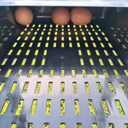 eggs safe in egg collection tray